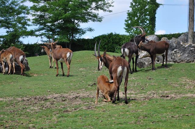 min 2013 07 06 beauval 086